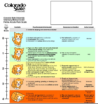 Chronic pain scale feline